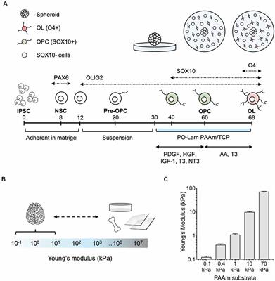 Mechanosensitivity of Human Oligodendrocytes